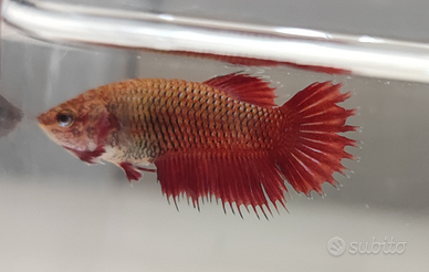 Betta Crowntail femmina