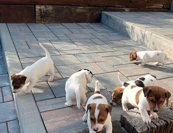 Cuccioli di jack zampa corta bianco arancio