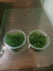 Muschio di java per acquario