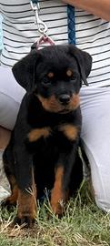 Cuccioli di rottweiler con pedigree