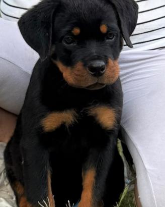 Cuccioli di rottweiler con pedigree