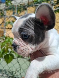Bulldog francese