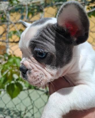 Bulldog francese