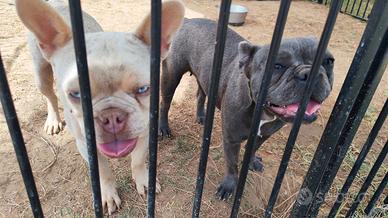 Bulldog francese