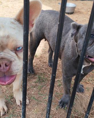 Bulldog francese