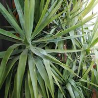 Pianta yucca - tronchetto felicità in vaso