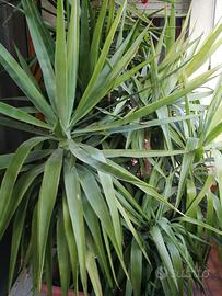 Pianta yucca - tronchetto felicità in vaso