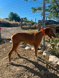 Cuccioli segugi maremmani