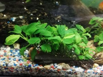 Anubias nana 
