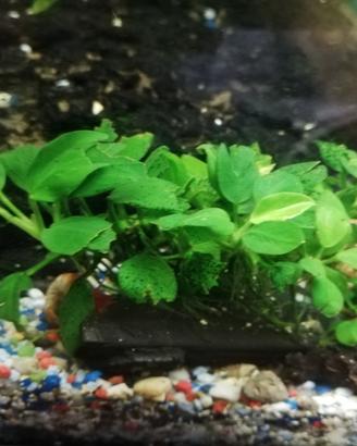 Anubias nana 