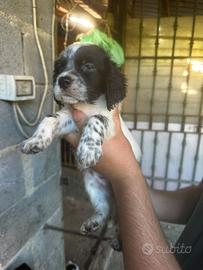 Cucciola setter inglese