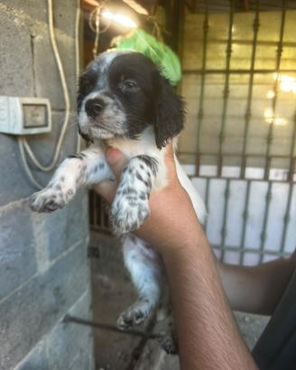 Cucciola setter inglese