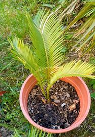 pianta di cycas