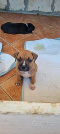 Cuccioli di american staffordshire terrier