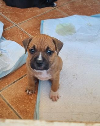 Cuccioli di american staffordshire terrier