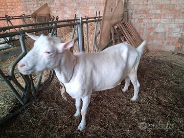 Capre saanen giovani