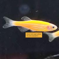 Danio super yellow