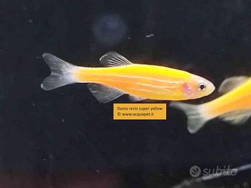 Danio super yellow