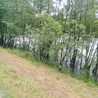 Patentato come lavapiatti ,giardiniere,magazzi