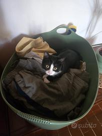 Cucciolo gatto femmina