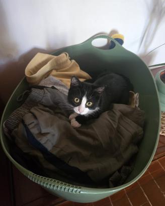 Cucciolo gatto femmina
