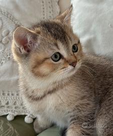 British Shorthair golden Cucciolo maschio