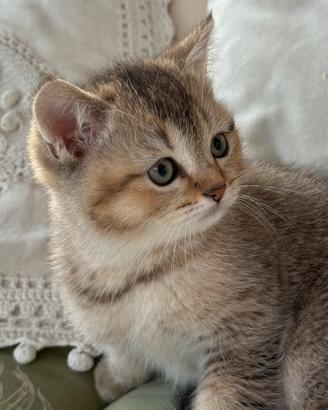 British Shorthair golden Cucciolo maschio