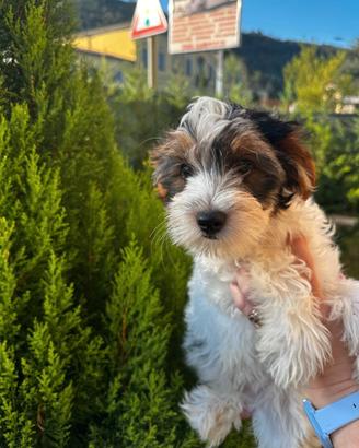 Cuccioli Yorkshire
