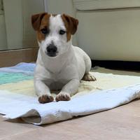 Splendido jack russell pelo liscio di sei mesi