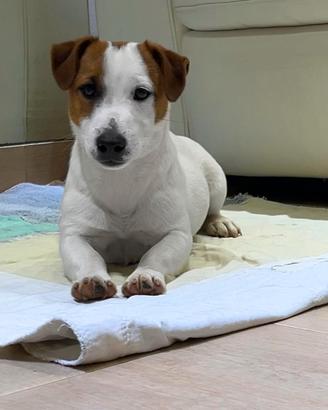 Splendido jack russell pelo liscio di sei mesi