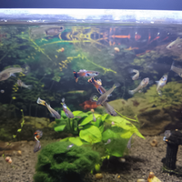 Coppia Guppy Fluo Acquario