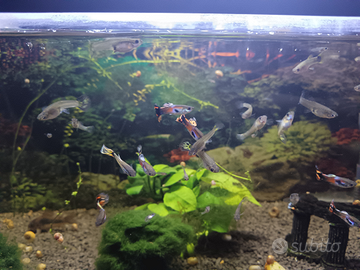 Coppia Guppy Fluo Acquario