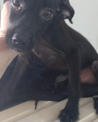 Cagnolino mix pincher