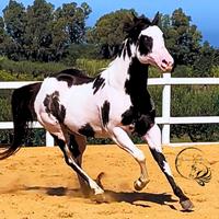 Paint Horse Quarter H Appaloosa puledri stalloni