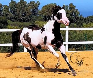 Paint Horse Quarter H Appaloosa puledri stalloni