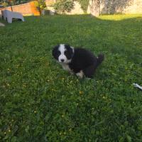 Cuccioli Border Collie con Pedigree