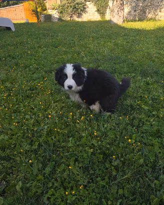 Cuccioli Border Collie con Pedigree