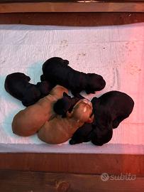 Cuccioli Cocker Spaniel