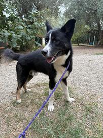 Cane maschio di 6 anni buonissimo