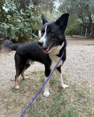 Cane maschio di 6 anni buonissimo