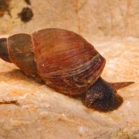 Lymnaea stagnalis - lumache spazzino per laghetto