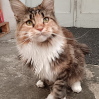 Gatta Maine coon di due anni