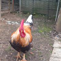 Gallo rosso