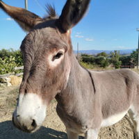 Asinello