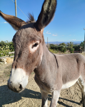Asinello