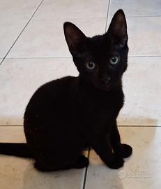 Gattino mix sphynx nero lucido(consegna)