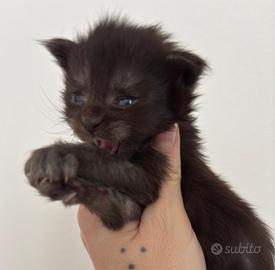 Cucciola di Maine Coon