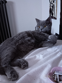 Scottish straight pronto per la monta?