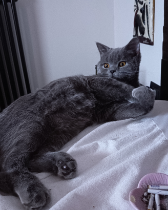 Scottish straight pronto per la monta?