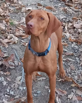 Cuccioli bracco ungherese